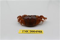 藏品(臺灣厚蟹)的圖片